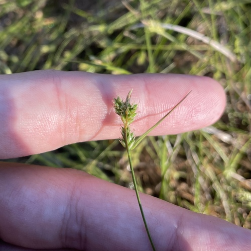 Carex albicans, 2026-06-02