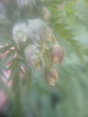 Anthriscus sylvestris