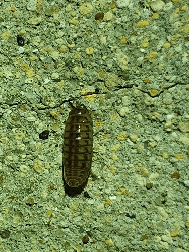 Nosy Pill Woodlouse