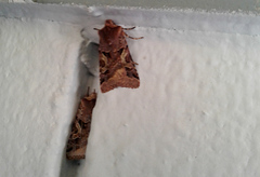 Cerastis enigmatica