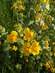 Erythranthe glaucescens