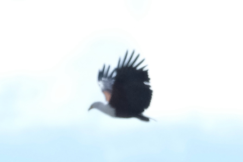 iNaturalist: (c) Jack Christmas, some rights reserved (CC BY-NC), uploaded by Jack Christmas iNaturalist image