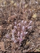 Polygonum bidwelliae