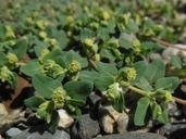 Euphorbia ocellata