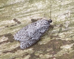 Semioscopis