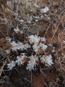 Paronychia ahartii