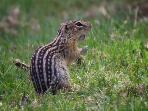 Thirteen-lined Ground Squirrel observed by jennbixby