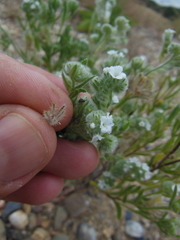 Cryptantha sericea