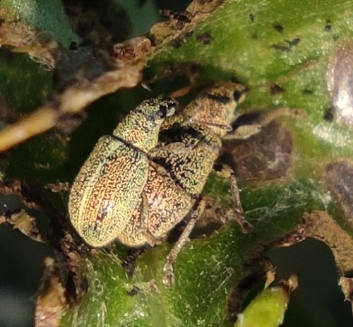 Polydrusus leucaspis