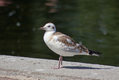 Chroicocephalus ridibundus
