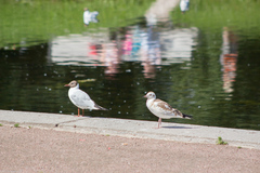 Chroicocephalus ridibundus