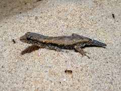 Lygodactylus tolampyae