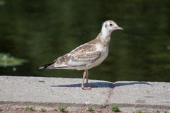 Chroicocephalus ridibundus