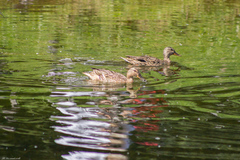 Anas platyrhynchos