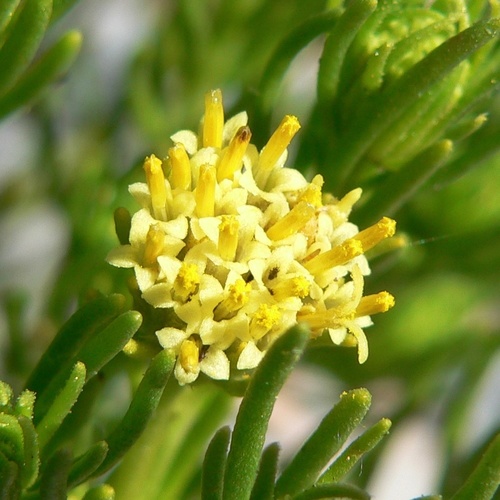 Peucephyllum schottii, photograph 3