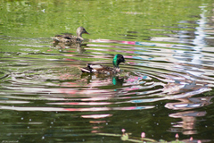 Anas platyrhynchos