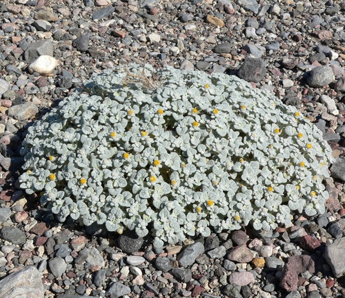Psathyrotes ramosissima, photograph 5