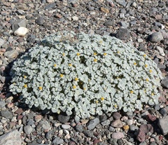 Psathyrotes ramosissima, photograph (c) Stan Shebs, some rights reserved (CC BY-SA)