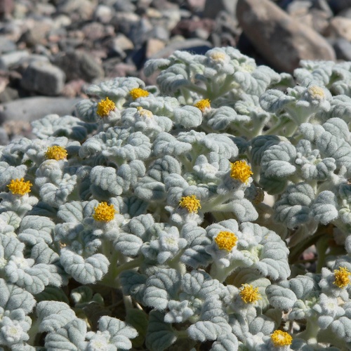 Psathyrotes ramosissima, photograph 3