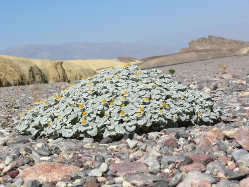 Psathyrotes ramosissima, photograph 4