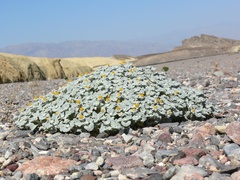 Psathyrotes ramosissima, photograph (c) Stan Shebs, some rights reserved (CC BY-SA)