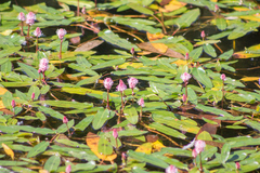 Persicaria amphibia