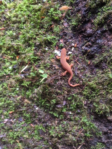Eastern Newt observed by nicklutes