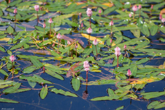 Persicaria amphibia