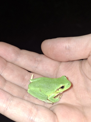 Italian Tree Frog
