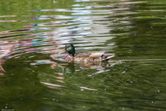 Anas platyrhynchos
