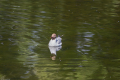 Chroicocephalus ridibundus