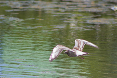 Chroicocephalus ridibundus
