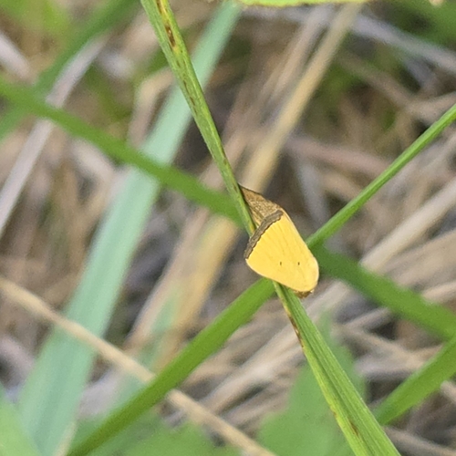 Black-bordered Lemon Moth