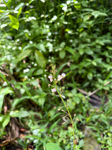 Grona adscendens observed 2026-06-02