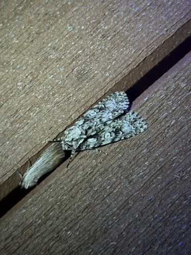 iNaturalist observation photo of Marbled Oak Dagger