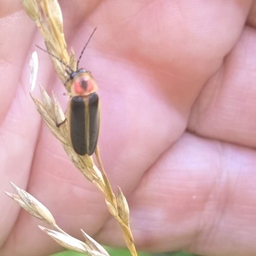 Common Eastern Firefly