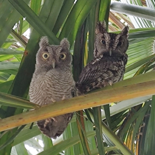 Eastern Screech-Owl observed by benjaminmiles
