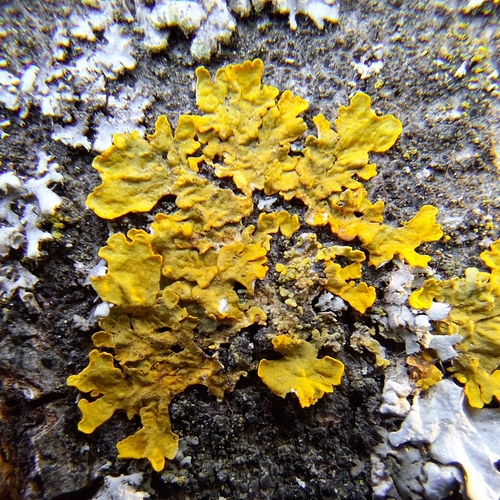 Common Sunburst Lichen