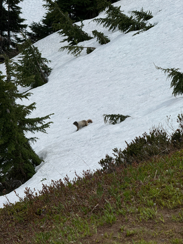 Hoary Marmot observed by zmbastek