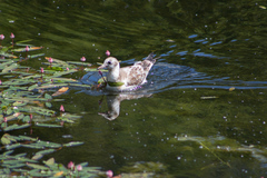 Chroicocephalus ridibundus