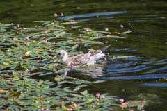 Chroicocephalus ridibundus