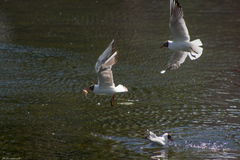 Chroicocephalus ridibundus