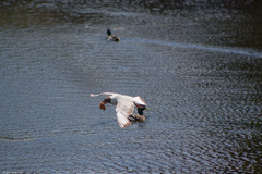 Chroicocephalus ridibundus
