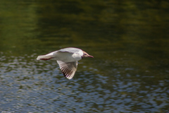 Chroicocephalus ridibundus
