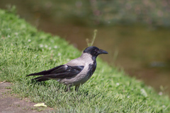 Corvus cornix