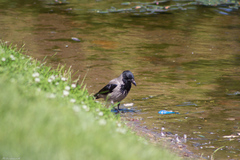 Corvus cornix
