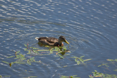 Anas platyrhynchos