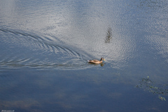 Anas platyrhynchos