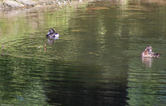 Aythya fuligula
