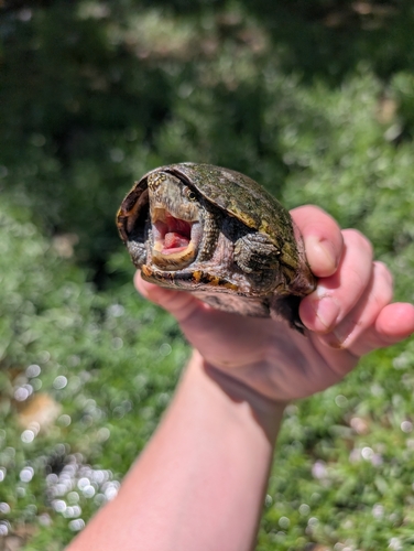 Eastern Musk Turtle observed by mothsguy